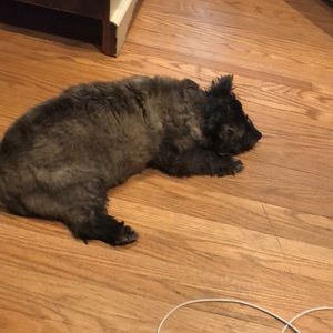 Meet your Posher, Laurie